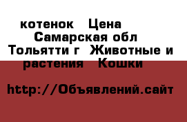 котенок › Цена ­ 200 - Самарская обл., Тольятти г. Животные и растения » Кошки   